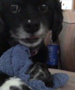 GREENIES Original Regular Natural Dog Dental Care Chews Oral Health Dog Treats, 36 count (Pack of 1) Chicken 36 Count (Pack of 1) 51 711oNZesdlL