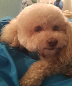 Charlee Bear Original Dog Treats, Turkey Liver & Cranberries, 16 oz 1 Pound (Pack of 1) 26 711sqCEe31L