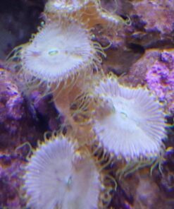 Current USA 36-48" Inch Orbit Marine LED Saltwater Reef Marine Aquarium Light | 24 Hour IR Lighting & eFlux Wave Pump Control | Adjustable Color Spectrum for Fish Tank (4102) Black 36 to 48-Inch 39 711tciTxcOL