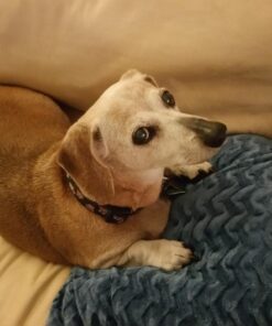 Purina Pro Plan Senior Dog Food With Probiotics for Dogs, Bright Mind 7+ Chicken & Rice Formula - 16 lb. Bag 16.00 Pound (Pack of 1) 36 711xWsIup0L 1