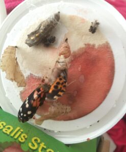 Painted Lady Butterfly Kit - Habitat, STEM Journal, & Voucher for Chrysalis Log & Caterpillars - Grow Your Own Butterfly Kit 42 711xzRevWJL 1