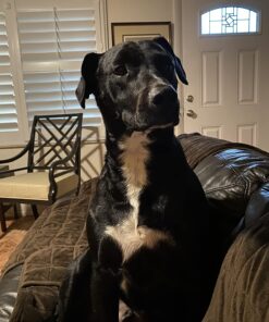 Blue Buffalo Basics Skin & Stomach Care, Natural Adult Dry Dog Food, Salmon & Potato 24-lb 24 Pound (Pack of 1) 36 7122buqKCKL 2