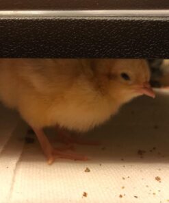 Premier Chick Heating Plate Kit - Includes Cover and Warms Up to 20 Chicks - 12" W x 12" L 25 7123xKytUzL