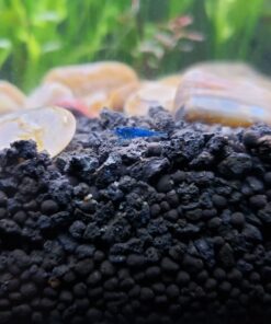 Blue Velvet Shrimp - Live Shrimp for Freshwater Aquariums or Tanks - Live Arrival Guarantee (10 Shrimp) 10 Shrimp 43 7124jgtbwL