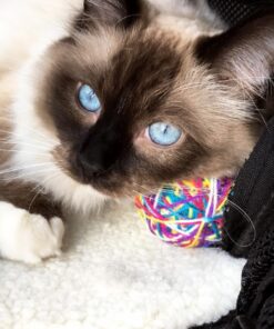 Candygirl Girls Plastic Headbands Cat Ear Headbands for Girls Women Cat Ear Hair Hoops Hair Accessories for Girls and Women Daily Wearing Accessories Party Favor (10pcs mix colors Cat Ear Headbands) 10pcs 42 7125UPyECxL