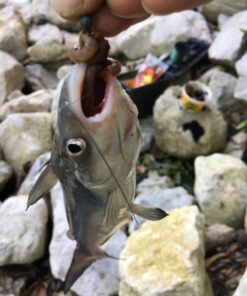 Ugly Stik GX2 Spinning Reel and Fishing Rod Combo 40 Size Reel - 6'6" - Medium Heavy - 1pc 40 712GfiQ5m3L