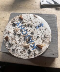 Katchy Automatic Indoor Insect Trap - Self-Activating Killer for Mosquitos, Gnats, Moths, Fruit Flies - Non-Zapper Traps for Inside Your Home - Catch Insects with Suction, Bug Light & Sticky Glue Black 30 712HV VwzyL