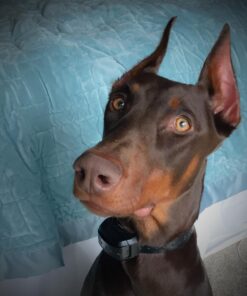 Thunderpaws Best Professional De-Shedding Tool and Pet Grooming Brush, D-Shedz for Breeds of Dogs, Cats with Short or Long Hair, Small, Medium and Large (Yellow) Yellow 39 712HyV5lauL