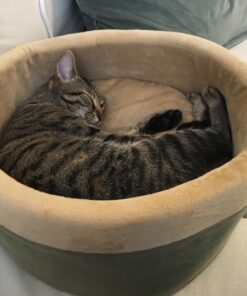 K&H Pet Products Thermo-Kitty Heated Cat Bed Small 16 Inches Sage/Tan 16.0"L x 16.0"W x 6.0"Th Retail Package 41 712LaLd5RmL