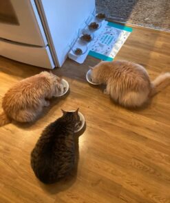 Purina Fancy Feast Grilled - (24) 3 oz. Cans Poultry & Beef 3.00 Ounce (Pack of 24) 43 712MlvyocvL