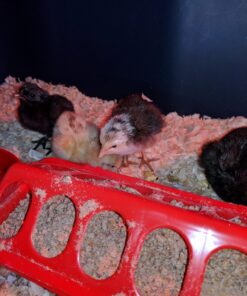 IncuView™ 3 Pro All-in-One Automatic Egg Incubator w Built-in Egg Turner, Incubator Warehouse, Countdown Hatch Timer, Auto-Off Egg Turner, Universal Egg Turner, Quail - Goose, 2022 46 712NSX Br5L