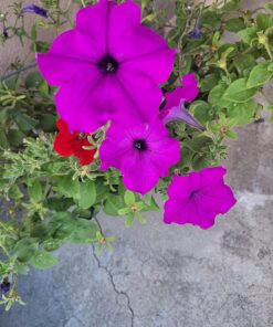 Monterey LG6332 Bacillus Thuringiensis (B.t.) Worm & Caterpillar Killer Insecticide/Pesticide Treatment Concentrate, 16 oz 1 pint (16 oz.) 37 712SBsghLrL