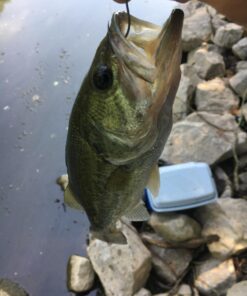 Ugly Stik GX2 Spinning Reel and Fishing Rod Combo 40 Size Reel - 6'6" - Medium Heavy - 1pc 41 712UeNhHzAL