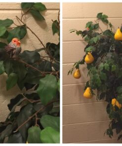 Touch of Nature 20754 Partridge, 4-1/4-Inch 4 712WyL78TL