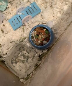 Living World Ergonomic Food Dish, for Small Animals, Blue, Small, 4.22oz, 61682A1 29 712Yb3jGqlL