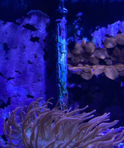 Finnex Titanium Aquarium Heater, 500 Watt HMA Series, Heater Guard, 100 to 120-Gallon 500 Watts 6 712Yr533hL