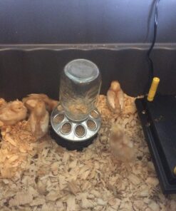 Premier Chick Brooder Heating Plate - 12" x 12" 9 712Yy67GohL