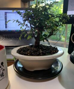 Brussel's Live Chinese Elm Outdoor Bonsai Tree - 5 Years Old; 6" to 8" Tall with Decorative Container Small CERAMIC POT 62 712Zov9C2EL