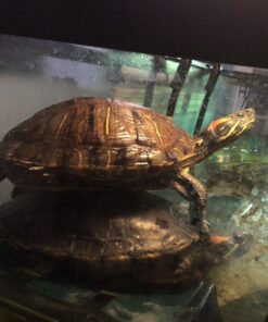 OASIS #64226 Turtle Ramp - Large 16-Inch by 11-Inch by 4-1/2-Inch, Black 46 712aPwKPBnL