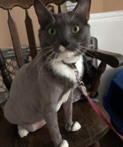 Maxshop Dog Grooming Kit, Low Noise Rechargeable Dogs Shaver Clippers Electric Quiet Dog Hair Trimmer for Dogs and Cats with Comb Guides Scissors Nail Kits (Gold Black) Gold Black 60 712bRyLJ23L