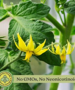 Clovers Garden Big Rainbow Tomato Plant – Two (2) Live Plants – Not Seeds –Each 5" to 7" Tall- in 3.5 Inch Pots 10 712jv0c423L