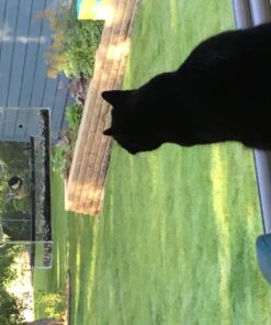 Yardly Noticed Window Bird Feeder with Removable Tray, Drain Holes, Extended Perch, 4 Suction Cups - Crystal Clear See Through Design 2017 - See Wild Birds Up Close, Great for Kids & Cats Large 31 712jyaYaMgL