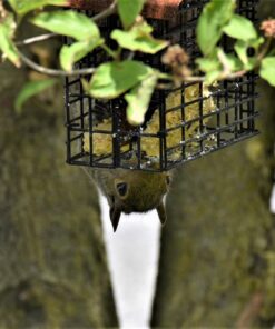 More Birds Double Suet Cage Bird Feeder with Metal Roof, Fruit and Suet Feeder, 2 Suet Cake Capacity Brown Double Cage 33 712k3IVOGeL