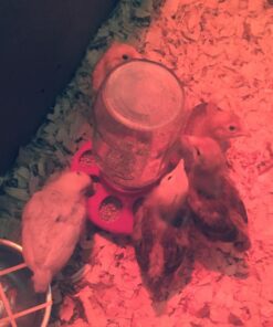 Little Giant® Plastic Poultry Feeder Base | Heavy Duty Plastic Feed Tray Base for 1 Quart Container | Base for Chicken Feeder | Red 7 712kRnIeCOL