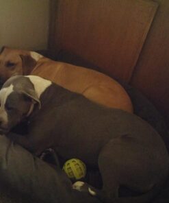 Majestic Pet 40 Inch Suede Calming Dog Bed Washable – Cozy Soft Round Dog Bed with Spine Support for Dogs to Rest their Head - Fluffy Donut Dog Bed 40x29x9 (Inch) - Round Pet Bed Large – Chocolate 40 in. 41 712kstl2vmL