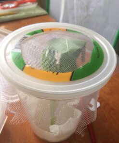 Trasfit Pop-up Insect and Butterfly Habitat Cage Terrarium - 24 Inches Tall 66 712nGllHkrL