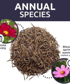 Cosmos Seeds Wildflower Mixture - Bulk 1 Ounce Packet - Over 5,000 Seeds - Pink, Yellow, Orange, Red, Purple and White Mixed Species! 1 Ounce Pouch 36 712nyStWi8L 1