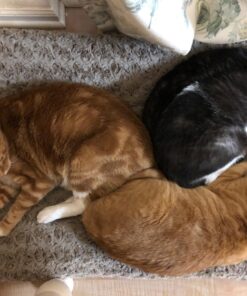 MidWest Homes for Pets Deluxe Dog Beds | Super Plush Dog & Cat Beds Ideal for Dog Crates | Machine Wash & Dryer Friendly, 1-Year Warranty Mocha 36-Inch 31 712oUAkqJ4L 1