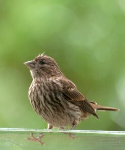 Large Clear Window Bird Feeder - Extended House with Strong Suction Cups - Steel Perch Sliding Feed Seed Tray - See Through Transparent Big Birdhouse - Wild Finch, Cardinal, Blue Jay - Cool Cat Gift 63 712oaryayFL