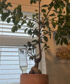 Modern Innovations Ceramic Terracotta Self Watering Spikes (4 Pack) Vacation Automatic Plant Waterer Devices, Indoor/Outdoor Planter Insert, Terra-Cotta Stakes for Potted Plants, Auto-Water System 4 Pack 41 712pi YhYL