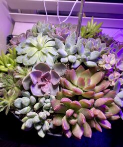 Succulents Plants Live (20PK) Potted Succulent Plants Live House Plants, Cactus Plants Live Plants Indoor Plants Live Houseplants, Indoor Plant Succulents Live Plant House Plant by Plants for Pets 20-PACK 50 712q seLyhL