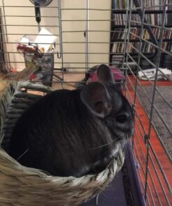 Oxbow Animal Health Timothy Hay Bungalow - Large Large (Pack of 1) 33 712ruSNmLL