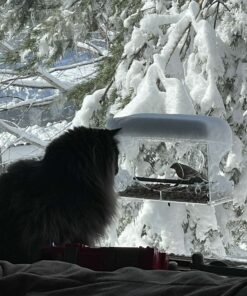 Large Clear Window Bird Feeder - Extended House with Strong Suction Cups - Steel Perch Sliding Feed Seed Tray - See Through Transparent Big Birdhouse - Wild Finch, Cardinal, Blue Jay - Cool Cat Gift 90 712sikuW8iL