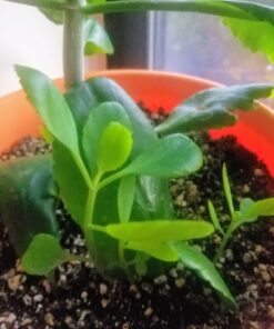 Espoma Organic Potting Soil Mix - All Natural Potting Mix For All Indoor & Outdoor Containers Including Herbs & Vegetables. For Organic Gardening, 8qt. bag. Pack of 1 40 712tZJ5R9L 4