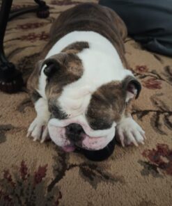 KONG - Extreme Ball - Durable Rubber Dog Toy for Power Chewers, Black - for Medium/Large Dogs 34 712twZ35fL