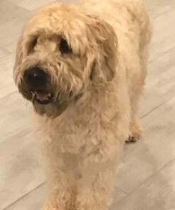 Hill's Science Diet Dry Dog Food, Adult, Sensitive Stomach & Skin, Chicken Recipe, 30 lb. Bag Chicken & Barley 30.00 Pound (Pack of 1) 36 712u63JhArL 2