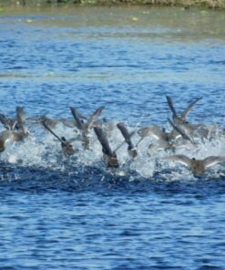 Nikon COOLPIX L840 Digital Camera with 38x Optical Zoom and Built-In Wi-Fi (Red) Red Base 52 712uaBlqtQL