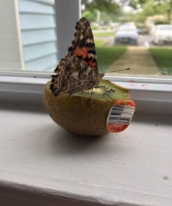 Painted Lady Butterfly Kit - Habitat, STEM Journal, & Voucher for Chrysalis Log & Caterpillars - Grow Your Own Butterfly Kit 43 712ug3ISxL 1