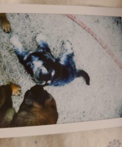 Fujifilm INSTAX Mini Instant Film Twin Pack (White) - International Version 20 Film Pack 26 712v0RSHC3L