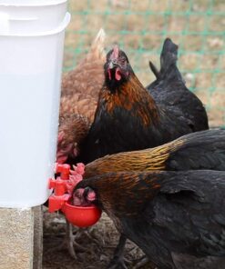 Alternative view of Chicken Water Cup Waterer Kit for Poultry - Pack of 6 + One Extra for Free (Total of 7)