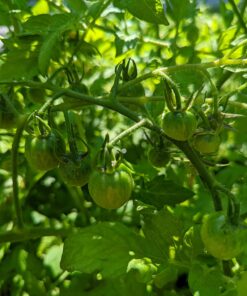 Burpee Super Sweet 100' Hybrid Cherry Tomato, 50 Seeds 22 712xqikq3eL