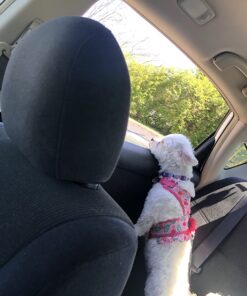 Vastar 2 Packs Adjustable Pet Dog Cat Car Seat Belt Safety Leash Vehicle Seatbelt Harness Black 30 712ysG5WgnL