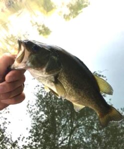 KastKing Fluorokote 100% Fluorocarbon Fishing Line, Fluorocarbon Leader, Extreme Clarity, Fast Sinking, Shock Resistant, High Abrasion Resistance, Available in 150 and 300 YD Spools 15LB(6.8KG) 0.33mm-300Yard 30 7131q2fuboL