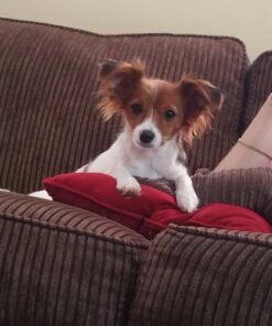 K&H Pet Products Heated Pet Bed Warmer Waterproof Pet Heating Pad for Cat Beds and Dog Beds, Tan Large 38 713224WYQ7L