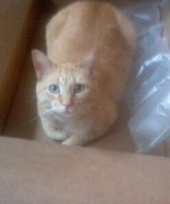 Woodstock Wind Chimes Amazing Grace Chime Medium (24'') Silver Wind Chime Inspirational and Memorial Gifts Wind Chimes for Outside Patio Home or Garden Decor (AGMS) 26 71337a00O7L