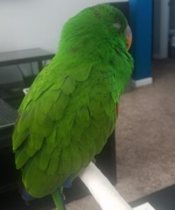 HARI Tropican Bird Food, Hagen Parrot Food with Peanuts & Sunflower Seeds, Maintenance Parrot Granules, Lifetime Formula, 1.8 lb Bag 1.8 Pound (Pack of 1) 18 7134HFJ7C5L